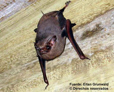 Image of Sac-winged bats