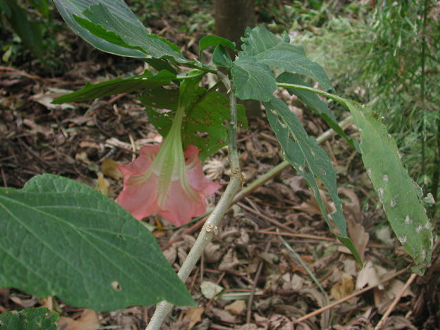 Image of angel's-tears