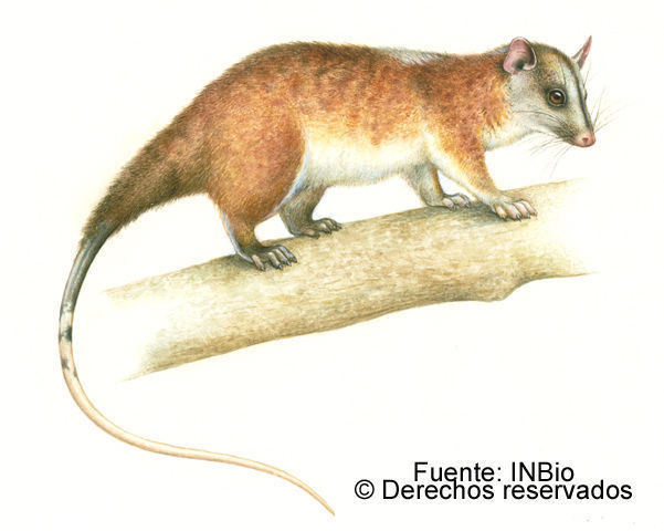 Image of Central American Woolly Opossum
