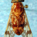 Image de Catachlorops balioptera Gorayeb 1991