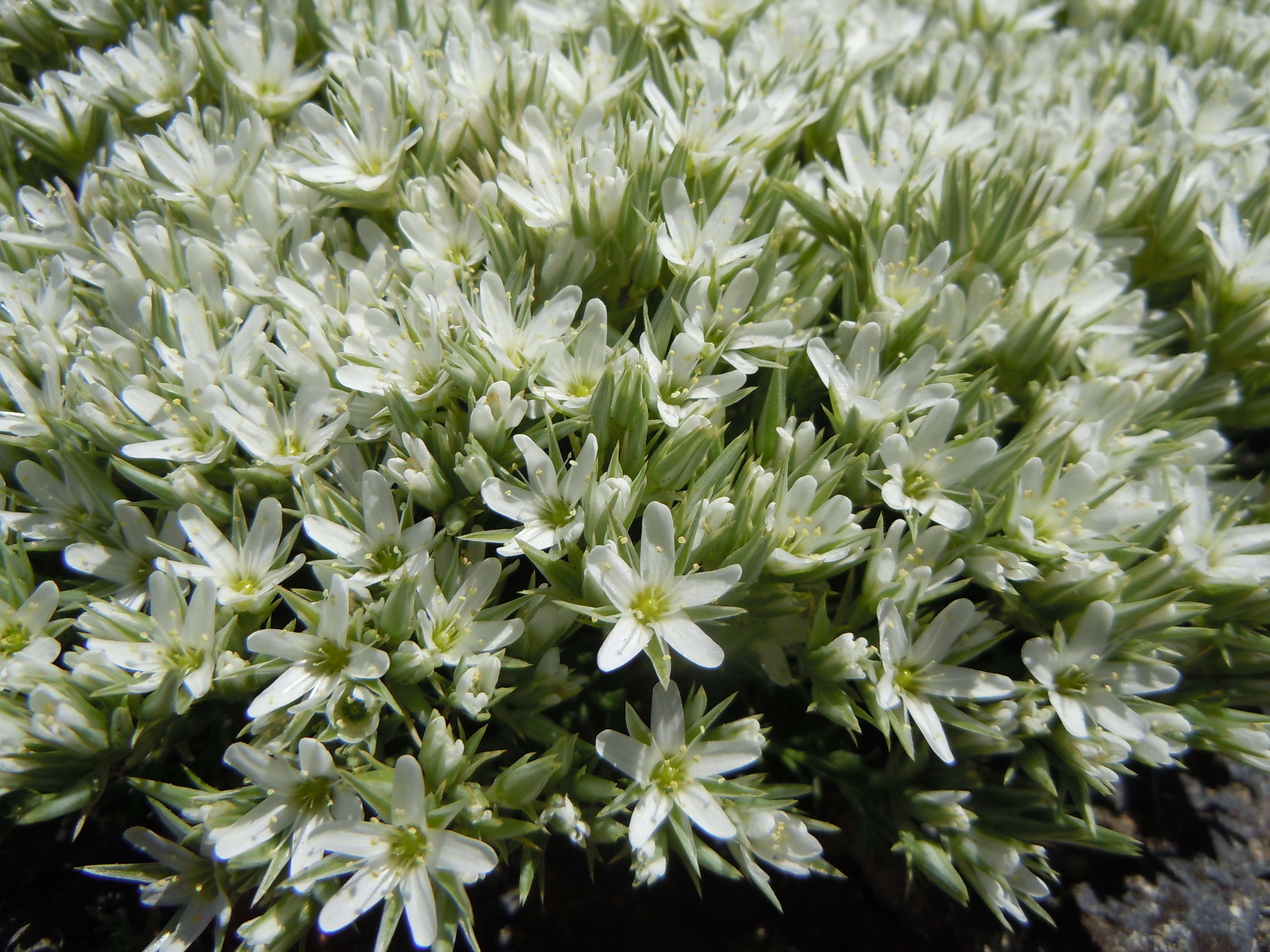 Image of Franklin's sandwort