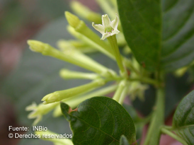 Imagem de <i>Cestrum nocturnun</i> L.