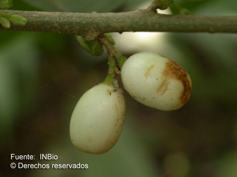 Image of <i>Cestrum nocturnun</i> L.