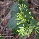 Image of <i>Cestrum nocturnun</i> L.