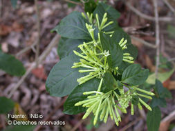 Image of <i>Cestrum nocturnun</i> L.