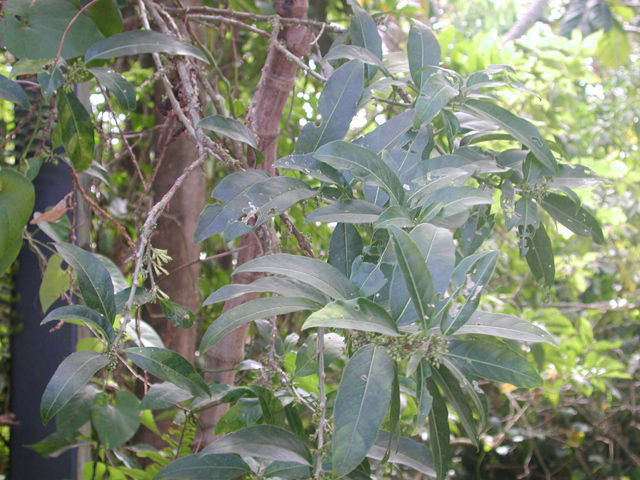 صورة Cestrum glanduliferum Kerber ex Francey