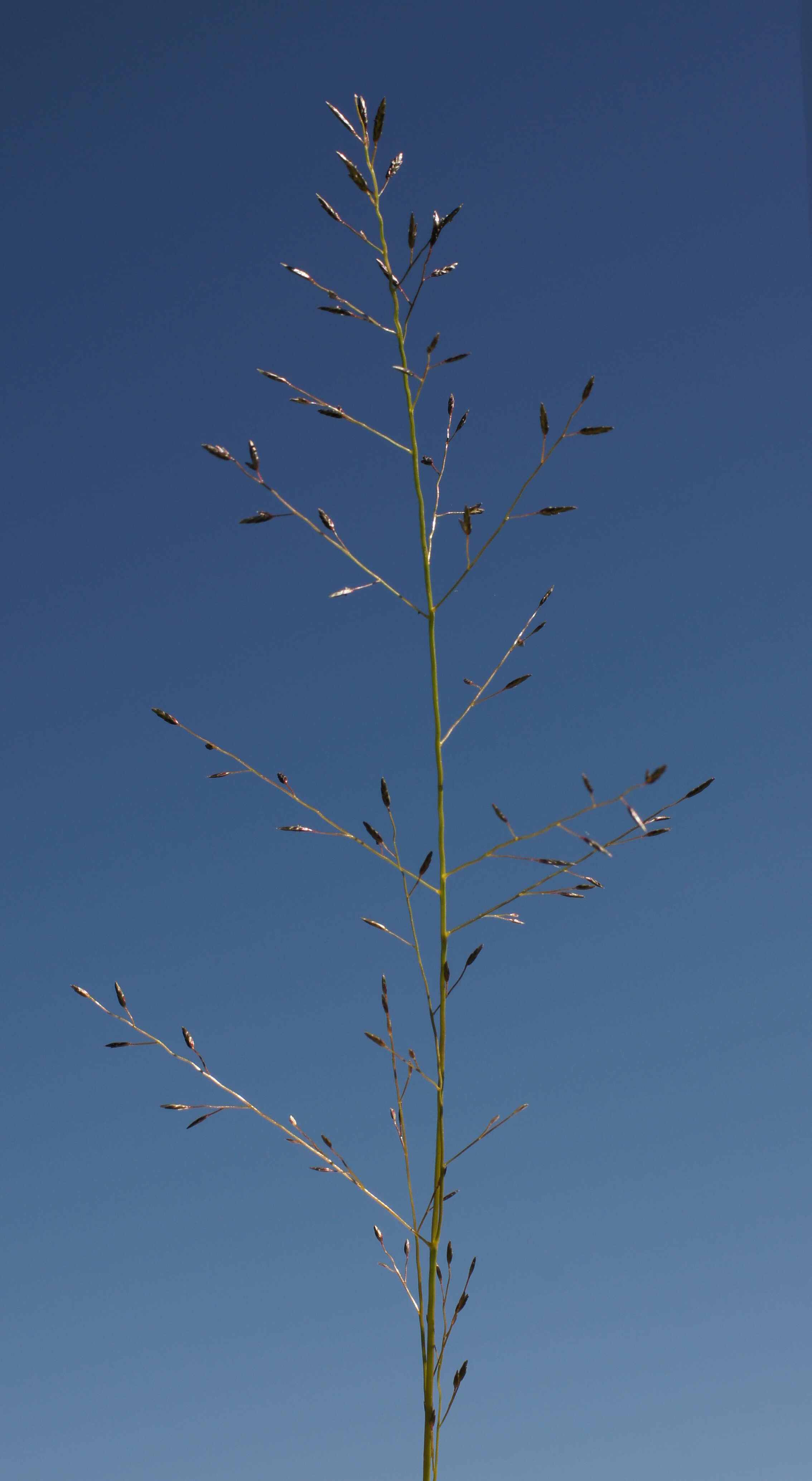 Image de Eragrostis leptostachya (R. Br.) Steud.