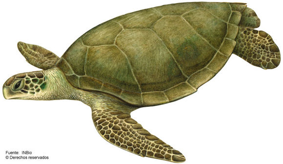 Image of Green Sea Turtles