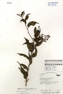 Image of Cestrum poasanum J. D. Sm.