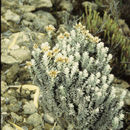 Слика од <i>Chionolaena costaricensis</i> (G. L. Nesom) G. L. Nesom