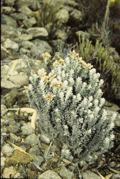 Image of <i>Chionolaena costaricensis</i> (G. L. Nesom) G. L. Nesom