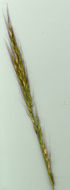 Image of Chaetium bromoides (J. Presl) Benth.