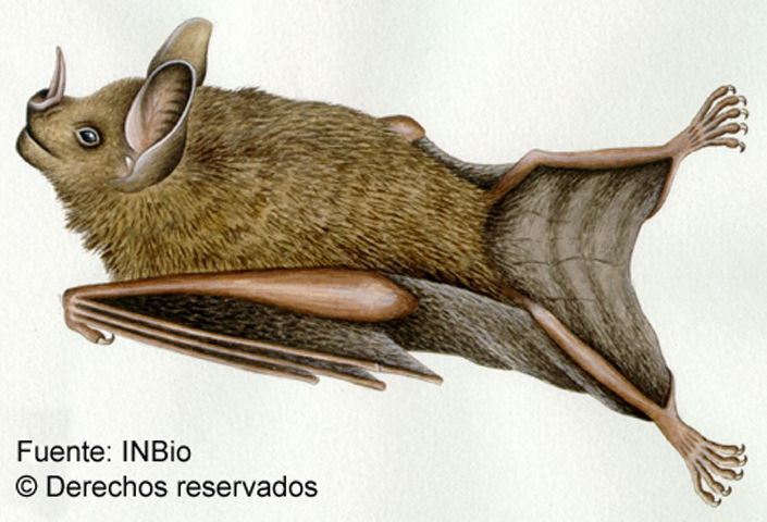 Image of short-tailed fruit bat