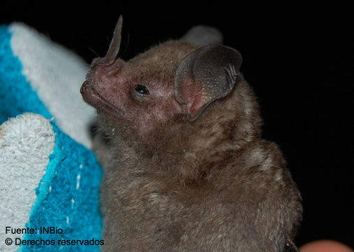 Image of short-tailed fruit bat