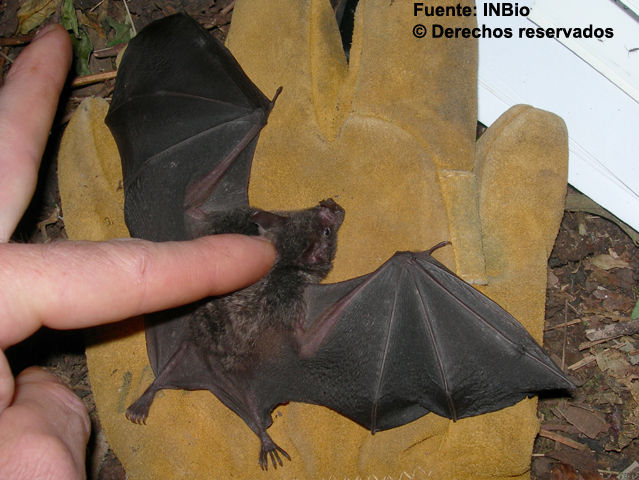 Image of short-tailed fruit bat