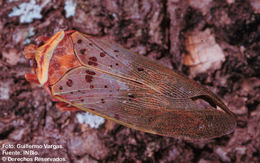 Image de Copidocephala guttata (White 1846)