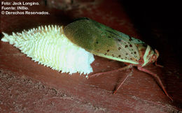 Image de Copidocephala guttata (White 1846)