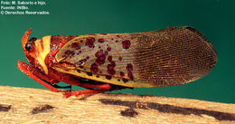 Image de Copidocephala guttata (White 1846)