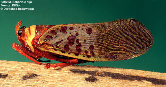 Image of Copidocephala guttata (White 1846)