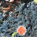Image of star coccocarpia lichen