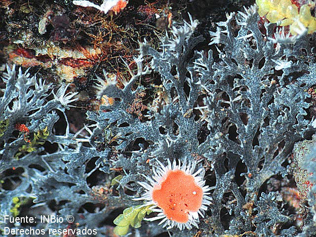 Image of star coccocarpia lichen