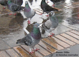 Image of Columba Linnaeus 1758