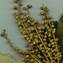 Image of Clethra licanioides Standl. & Steyerm.