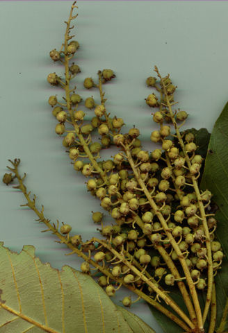 Image of Clethra licanioides Standl. & Steyerm.