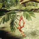 Image of wild tamarind