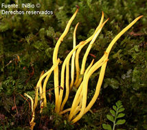 Clavulinopsis fusiformis (Sowerby) Corner 1950 resmi