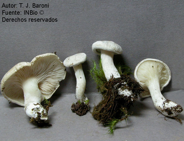 Image of Sweetbread mushroom