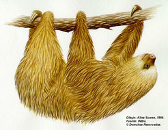 Image of two-toed sloths