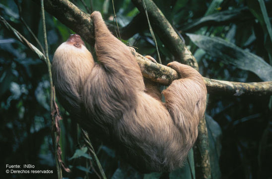 Image of two-toed sloths