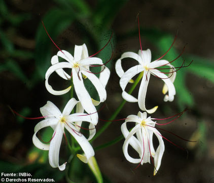 Image of Crinum erubescens L. fil. ex Aiton