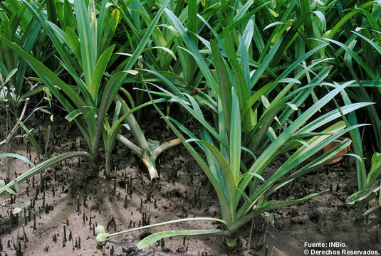 Imagem de Crinum erubescens L. fil. ex Aiton