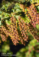 Coriaria ruscifolia L. resmi