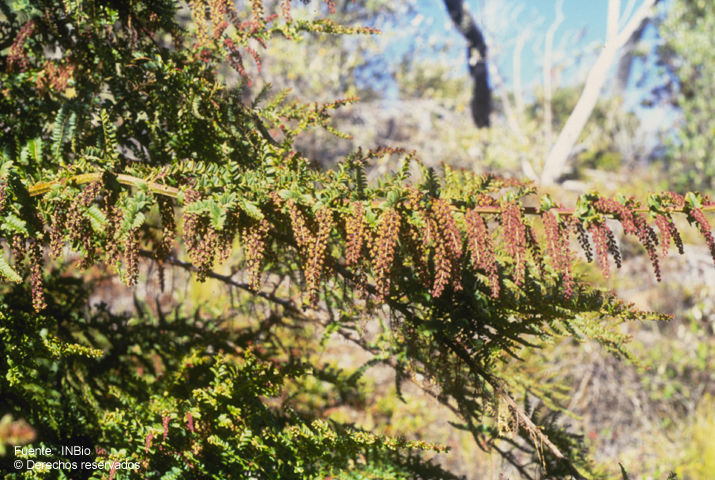 Sivun Coriaria ruscifolia L. kuva