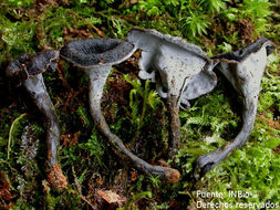 Image of Craterellus fallax A. H. Sm. 1968