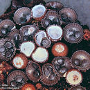 Imagem de <i>Cyathus striatus</i>