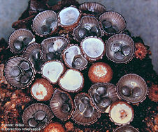 Imagem de <i>Cyathus striatus</i>