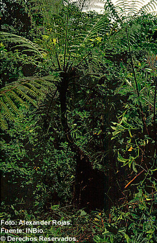 Image of <i>Cyathea furfuracea</i> Baker