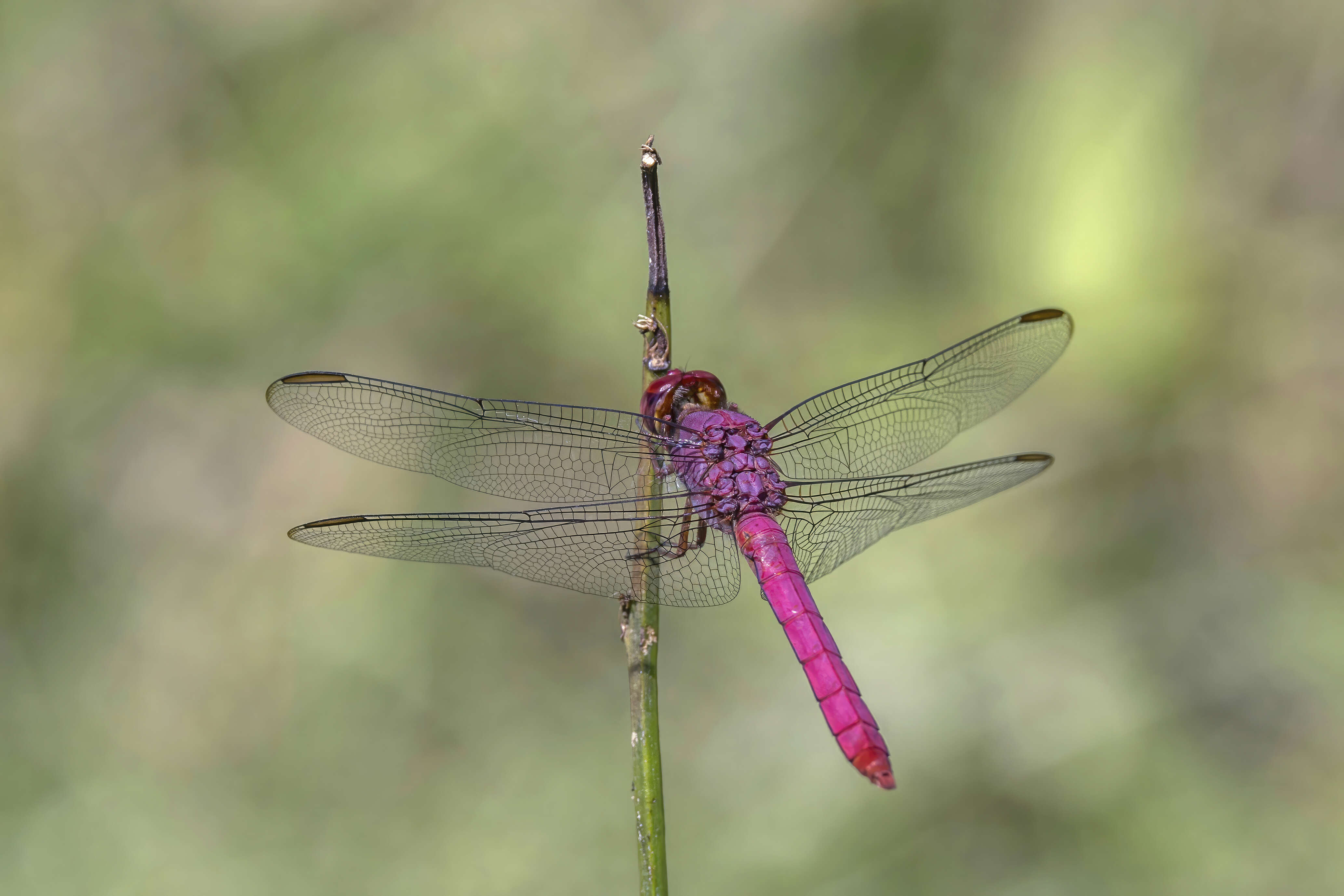 Image of Carmine Skimmer