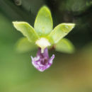 Image of Dichaea trulla Rchb. fil.