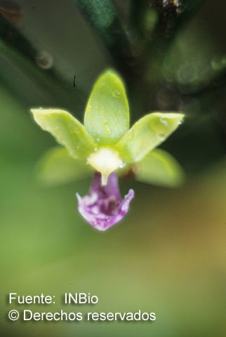 Image of Dichaea trulla Rchb. fil.
