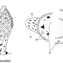 Sivun Dendrodoris magagnai Ortea & Espinosa 2001 kuva