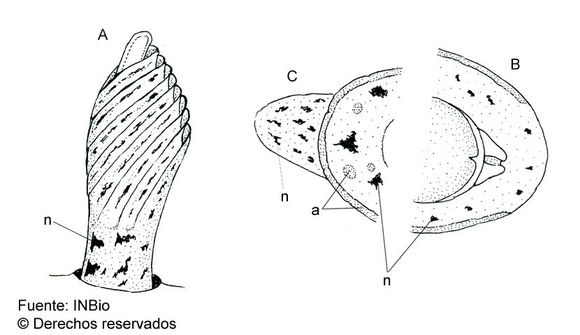 Image of Dendrodoris magagnai Ortea & Espinosa 2001