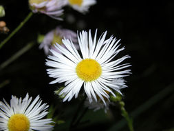 Image of eastern daisy fleabane