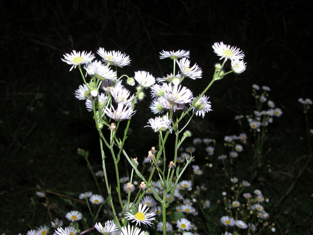 Image of eastern daisy fleabane