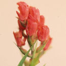 Image of Elleanthus tonduzii Schltr.