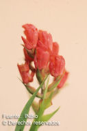 Image of Elleanthus tonduzii Schltr.